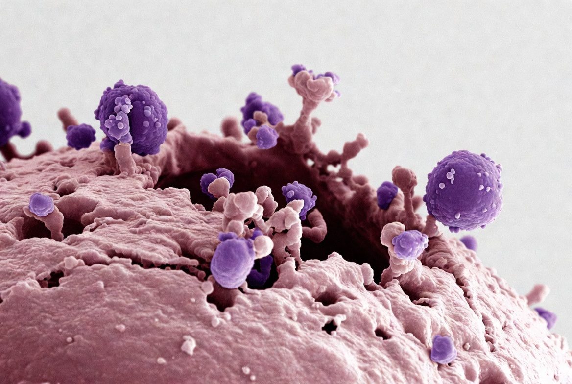 Microscopic Purple Forms